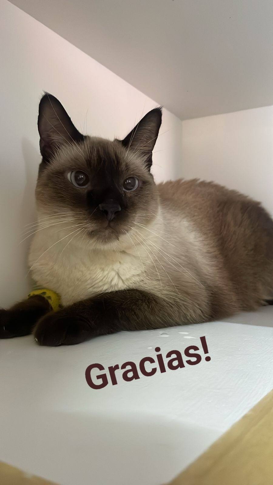 Gatito de la familia felina - Foto 10