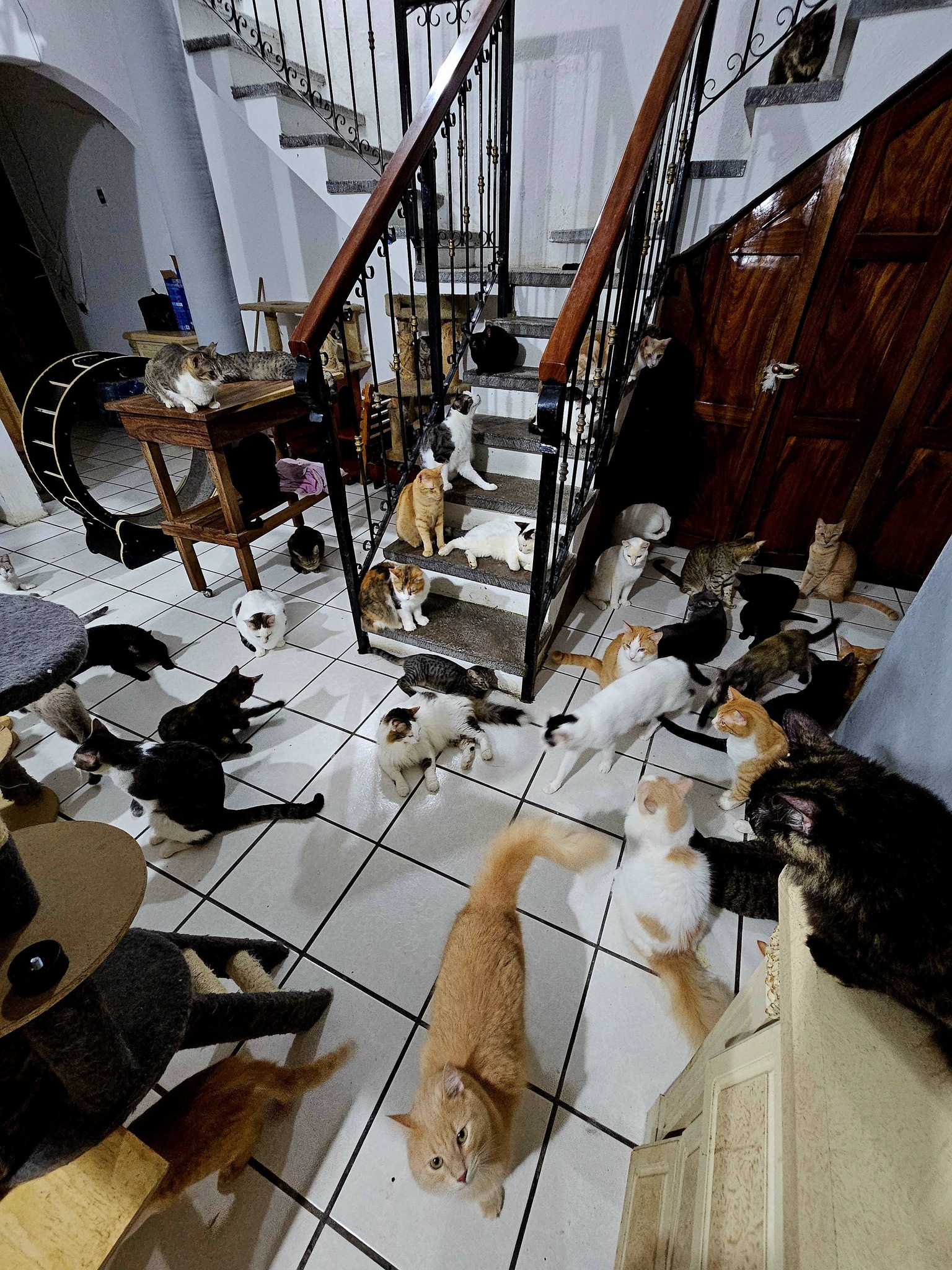 Gatito de la familia felina - Foto 11