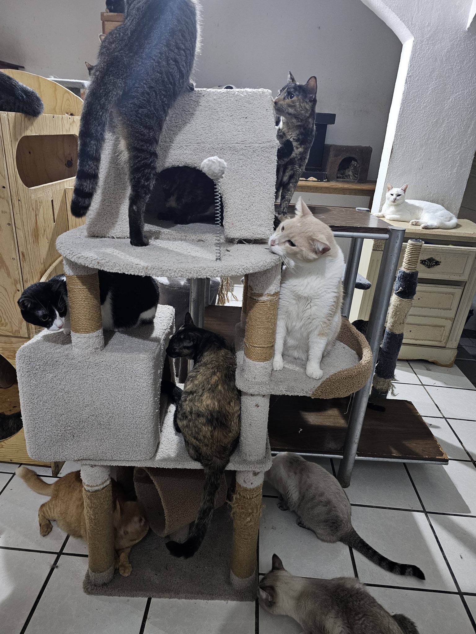 Gatito de la familia felina - Foto 12