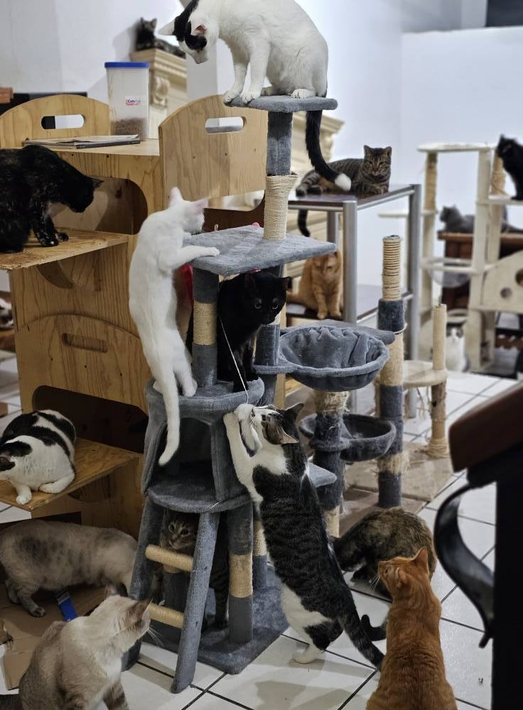 Gatito de la familia felina - Foto 13