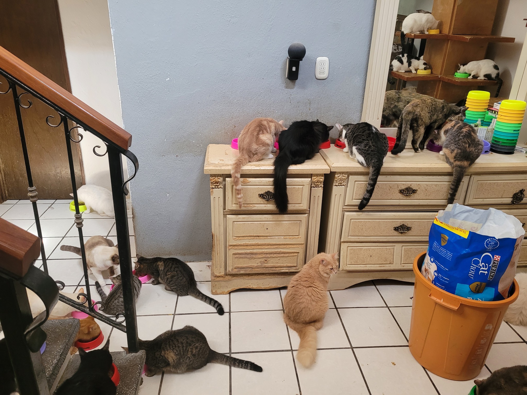 Gatito de la familia felina - Foto 2