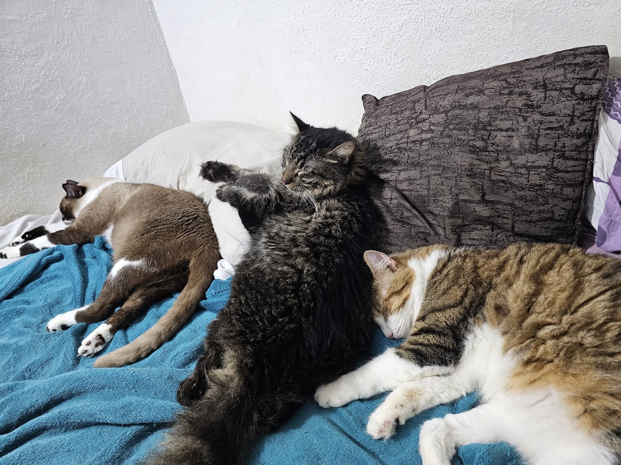 Gatito de la familia felina - Foto 3