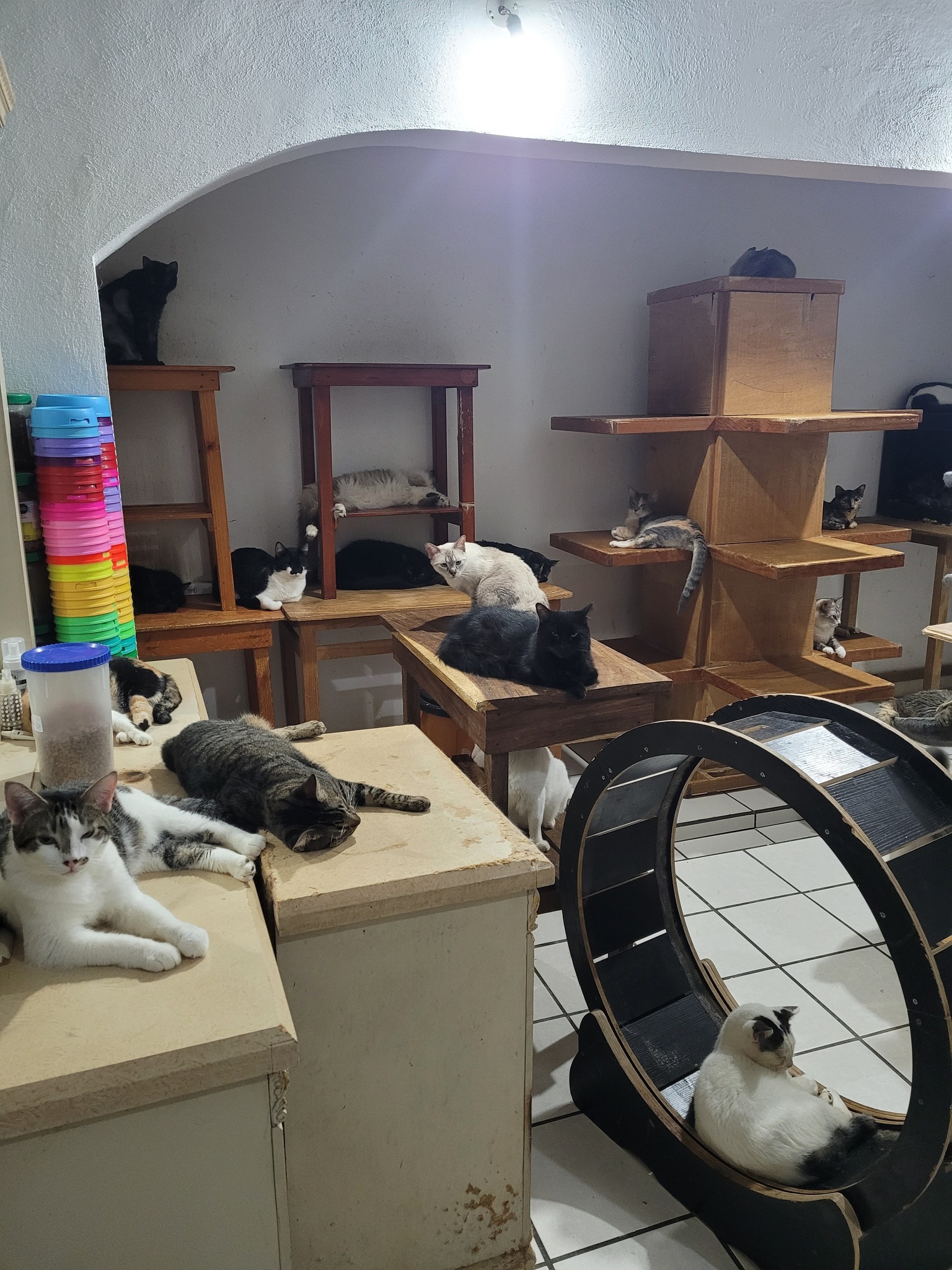 Gatito de la familia felina - Foto 4