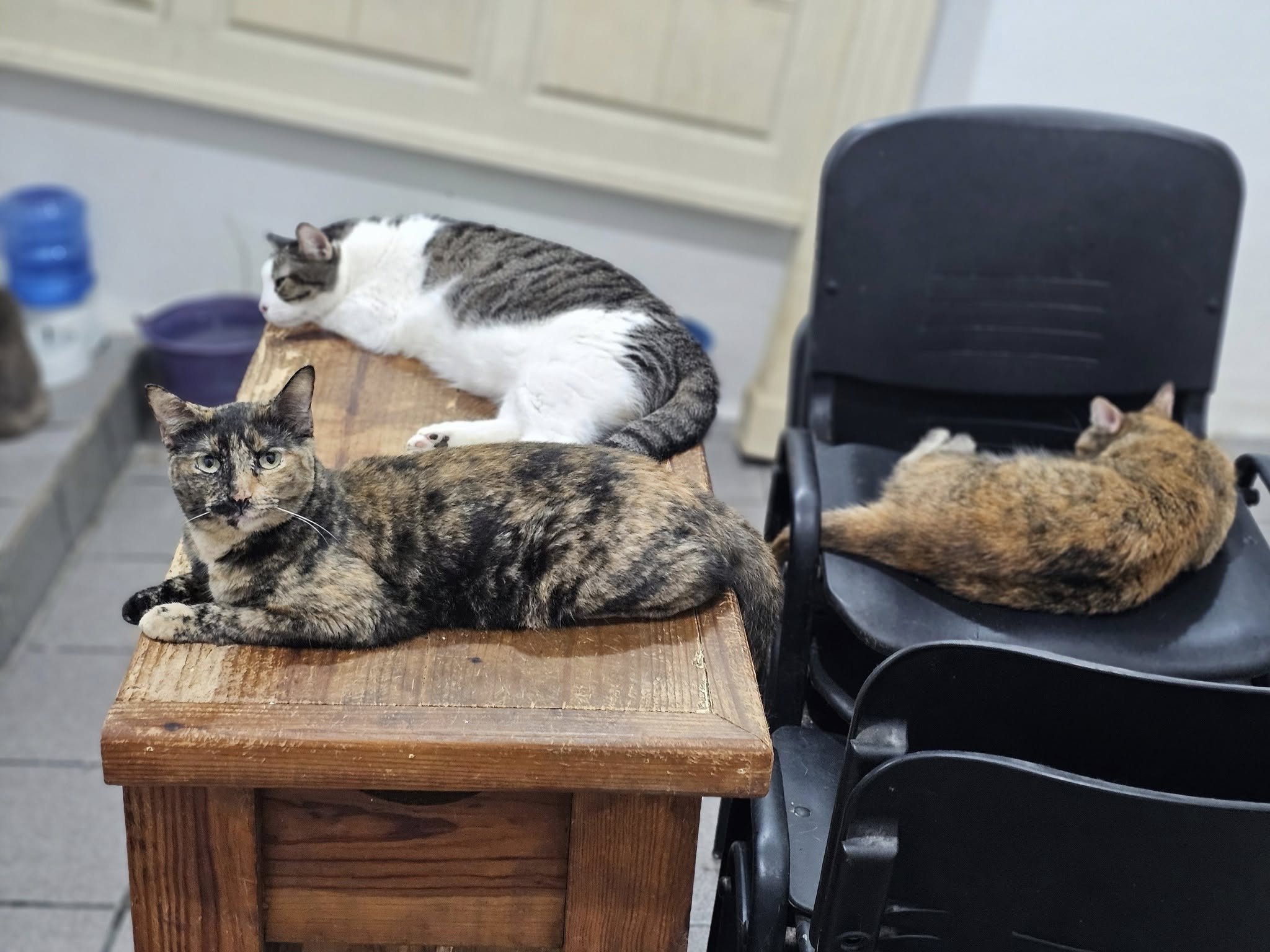 Gatito de la familia felina - Foto 5