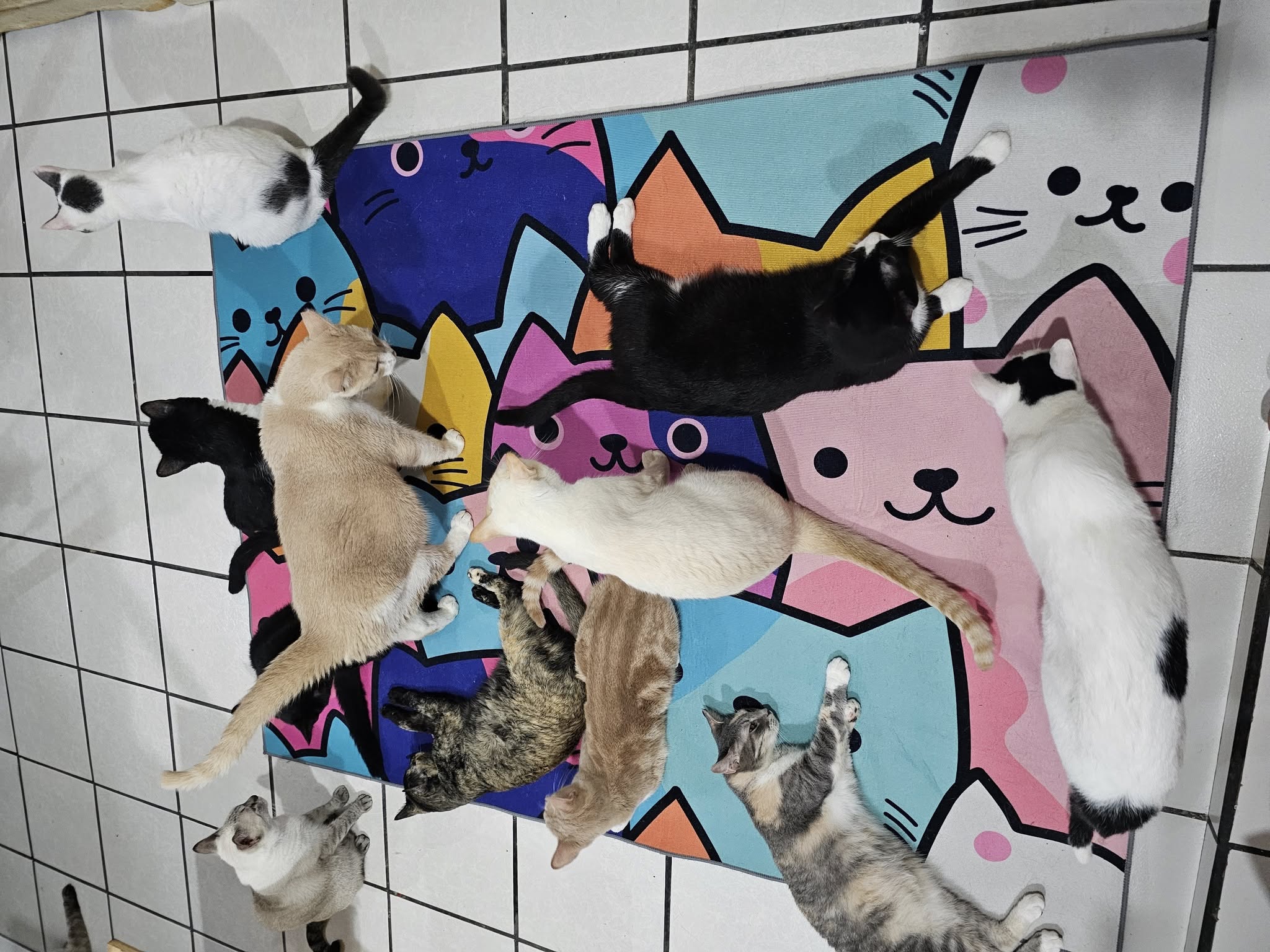 Gatito de la familia felina - Foto 6