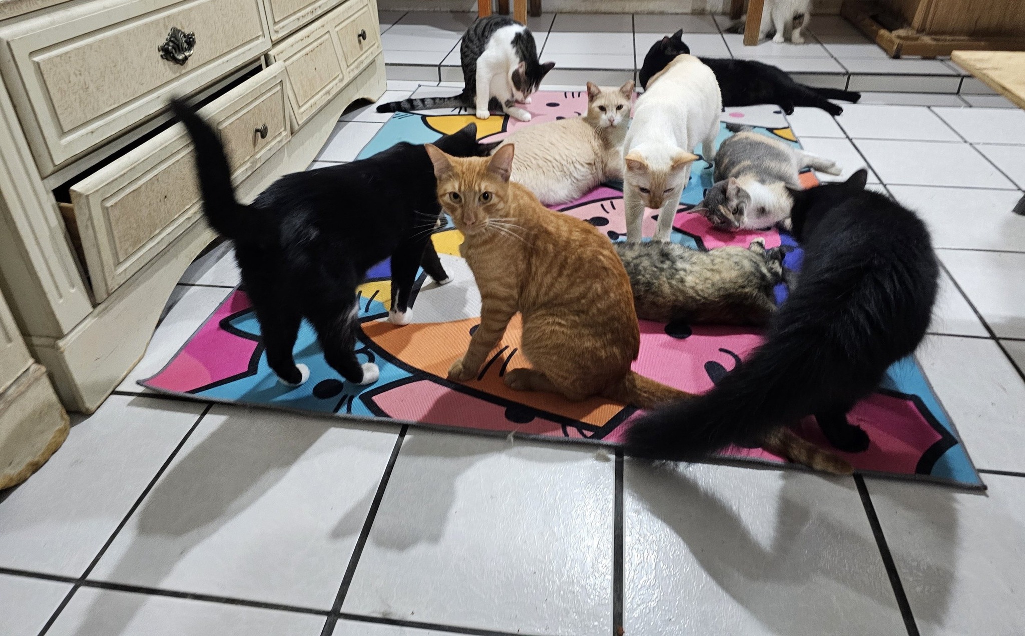 Gatito de la familia felina - Foto 7