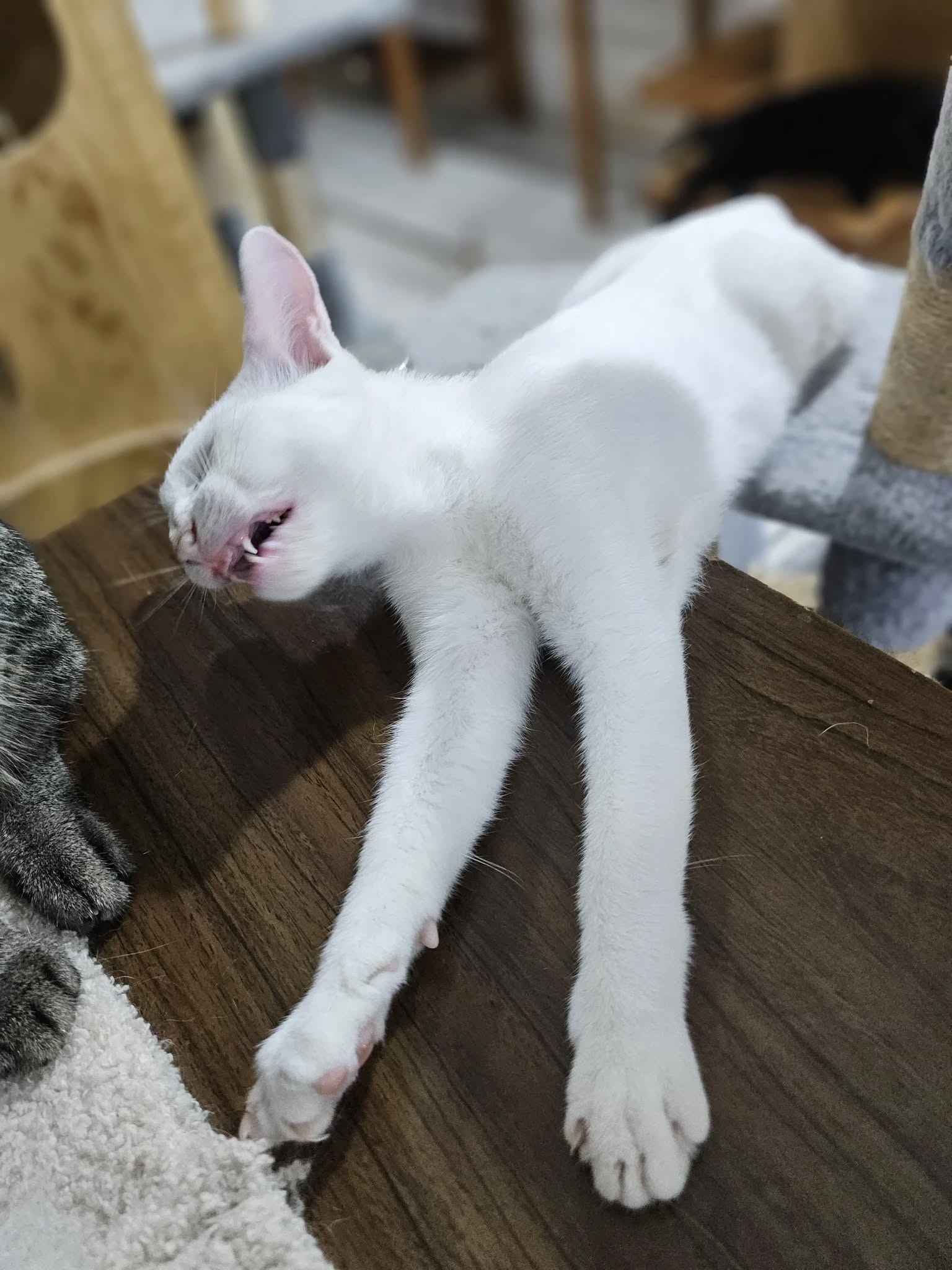 Gatito de la familia felina - Foto 9